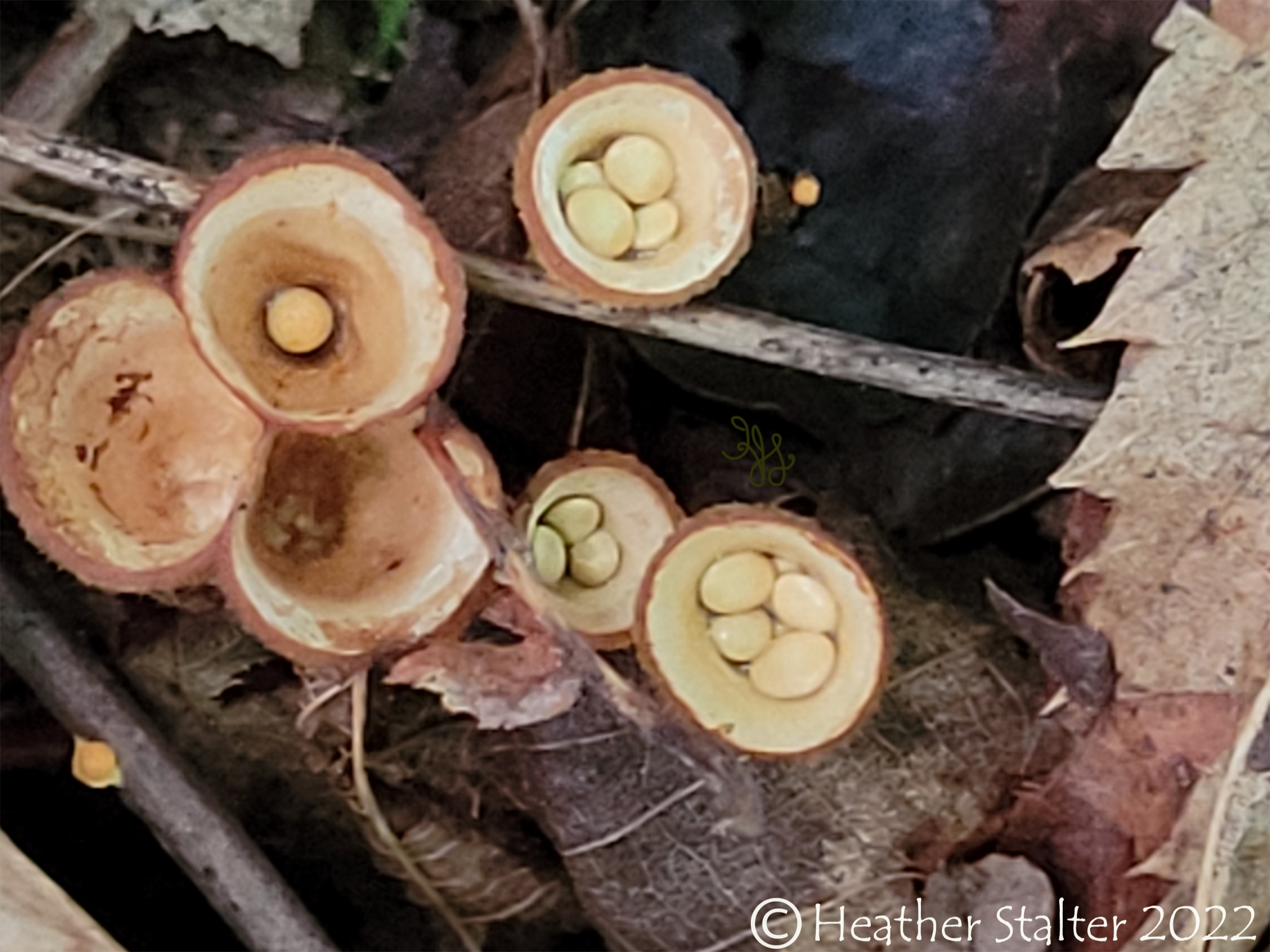 birds nest fungus