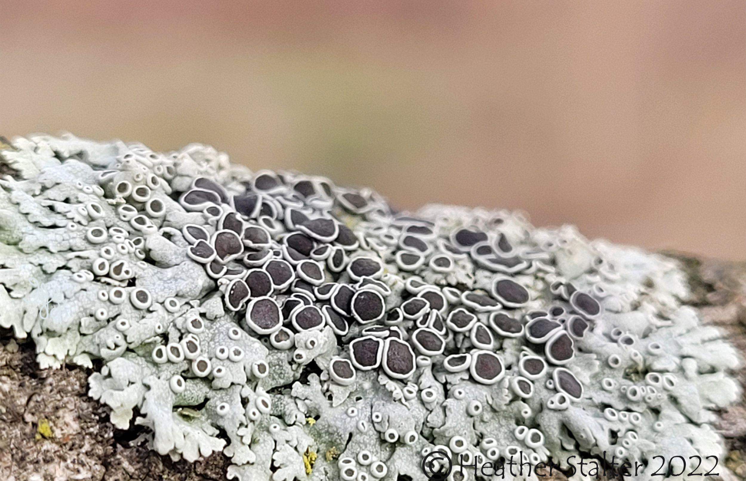 Black Shields Lichen