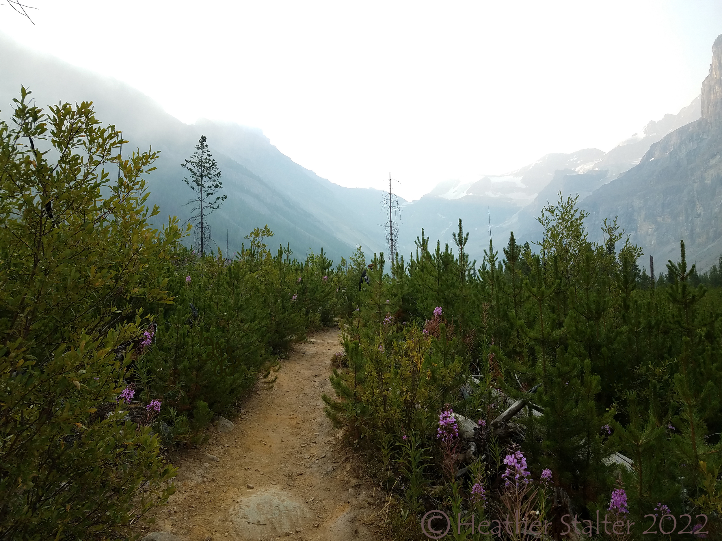 a path lined with plants and purple flowers with mountains in distance
