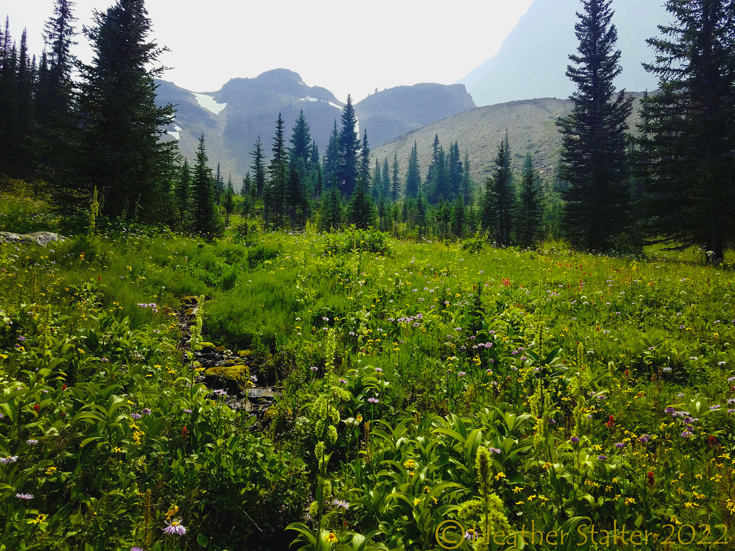 green meadow lined with conifers and mountains in distance