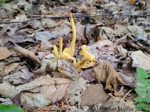 yellow coral fungus