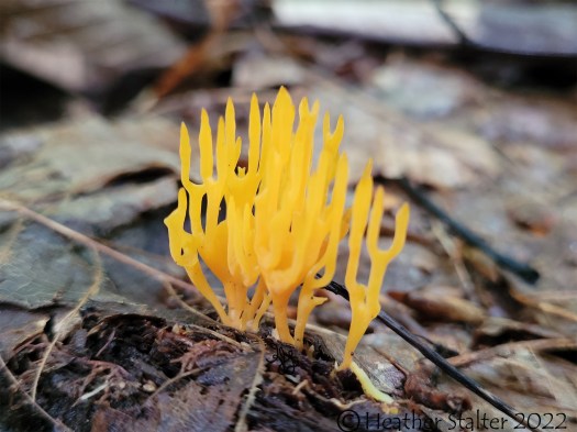 orange coral fungus