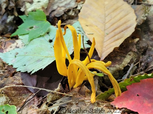 orange coral fungus