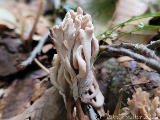 white coral like fungus