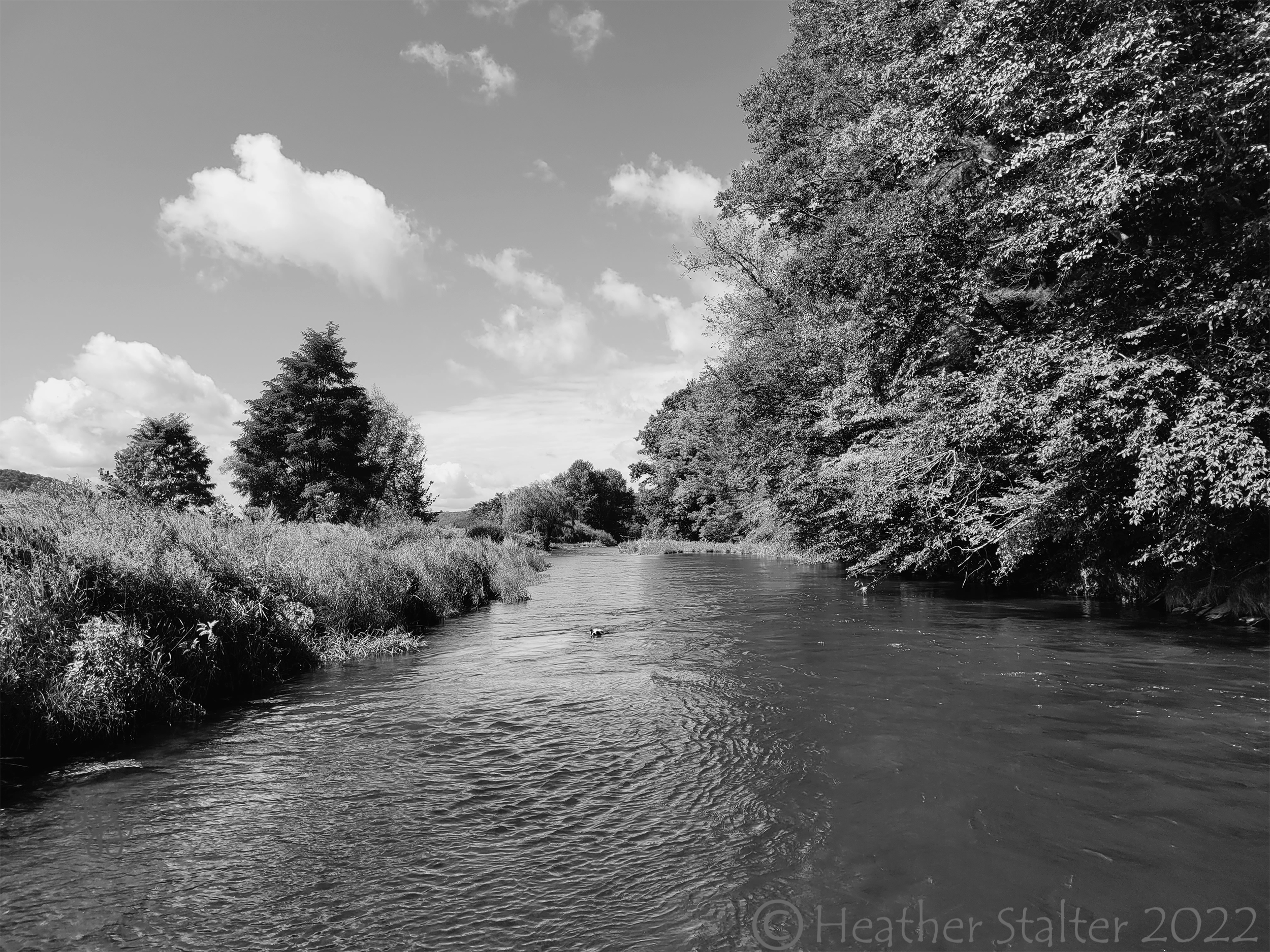 black and white creek with trees on both sides and clouds ahead