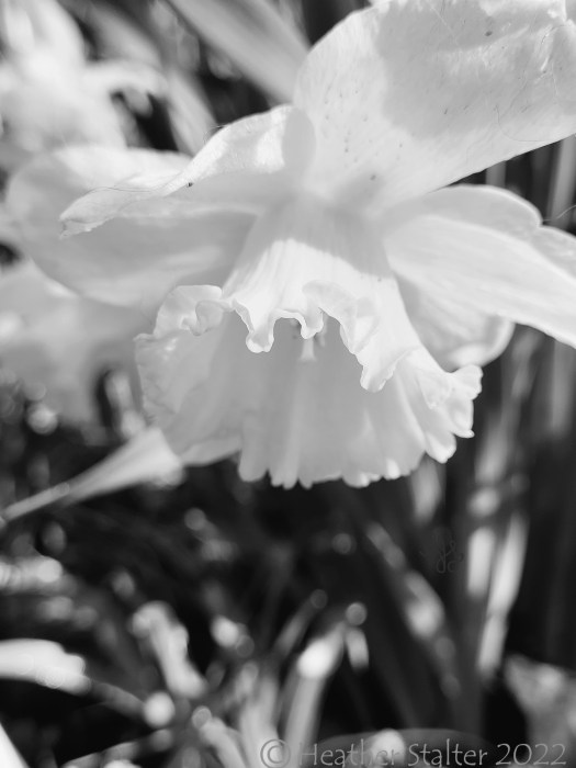 black and white photo of a daffodil