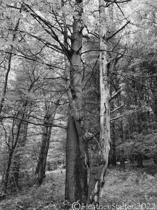 black and white and gray trees