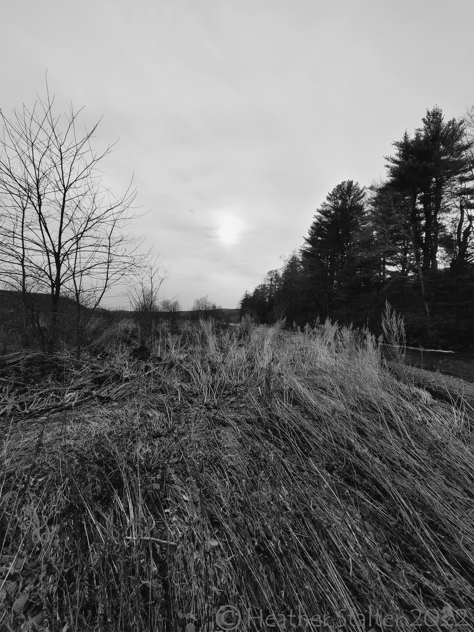 floodswept plants along creek with trees and sun behind cloudy sky