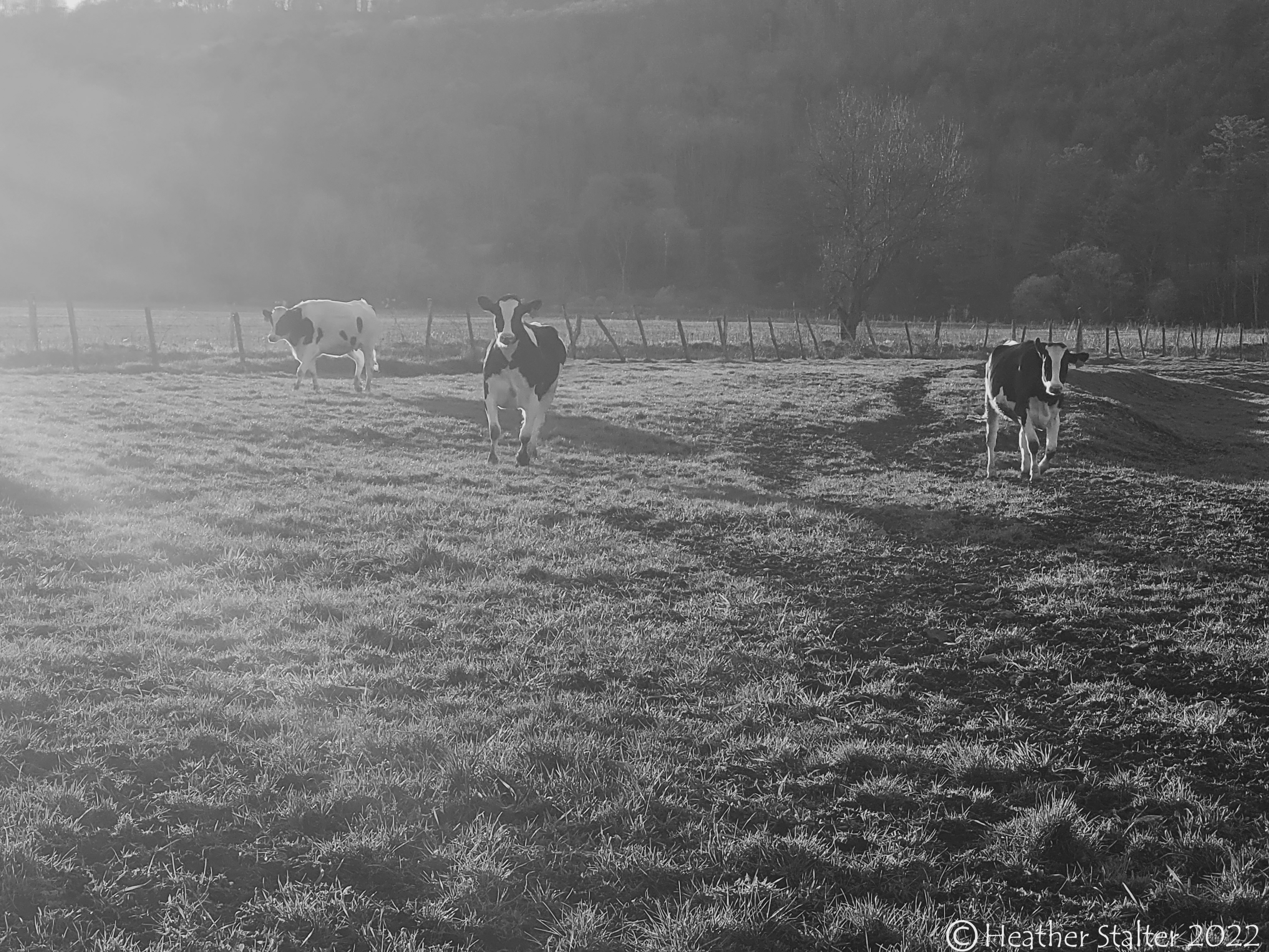 black and white of happy heifers running
