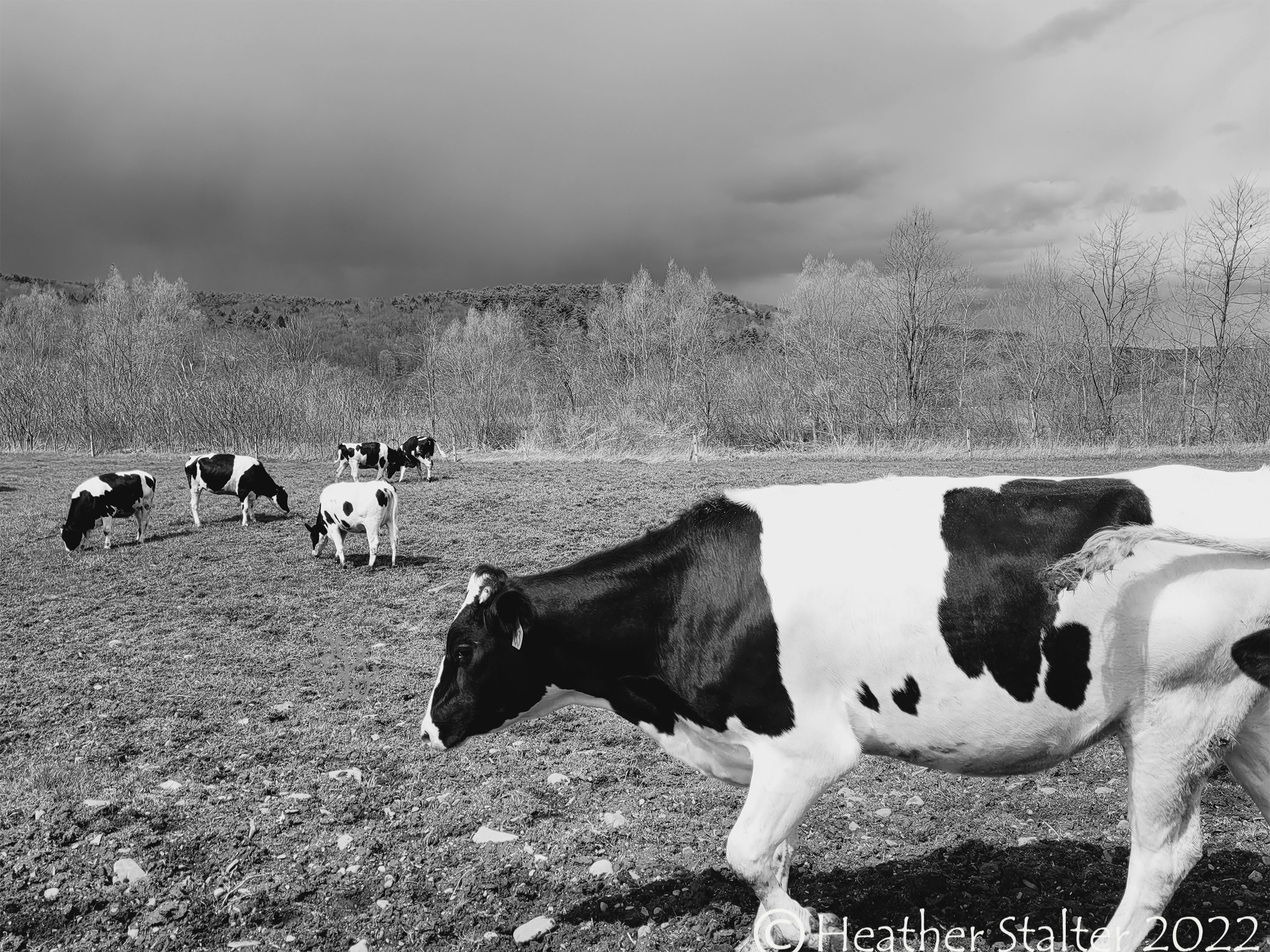 black and white photo of happy cows in a pasture