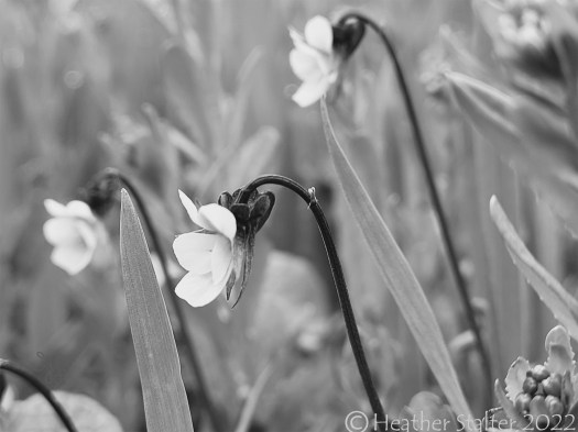 black and white photo of three tiny flowers with dark stems