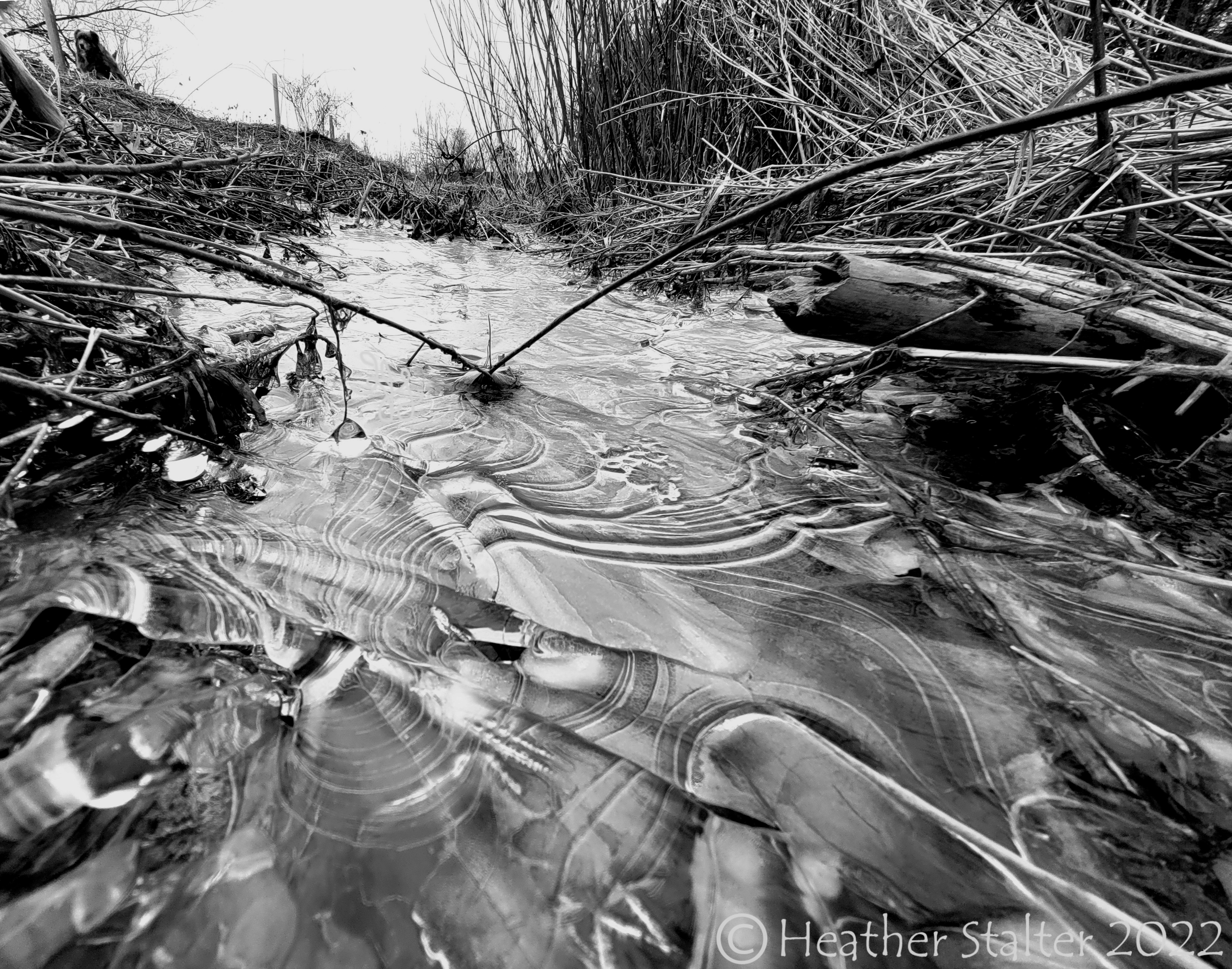 black and white ice formations with twigs and dried plants