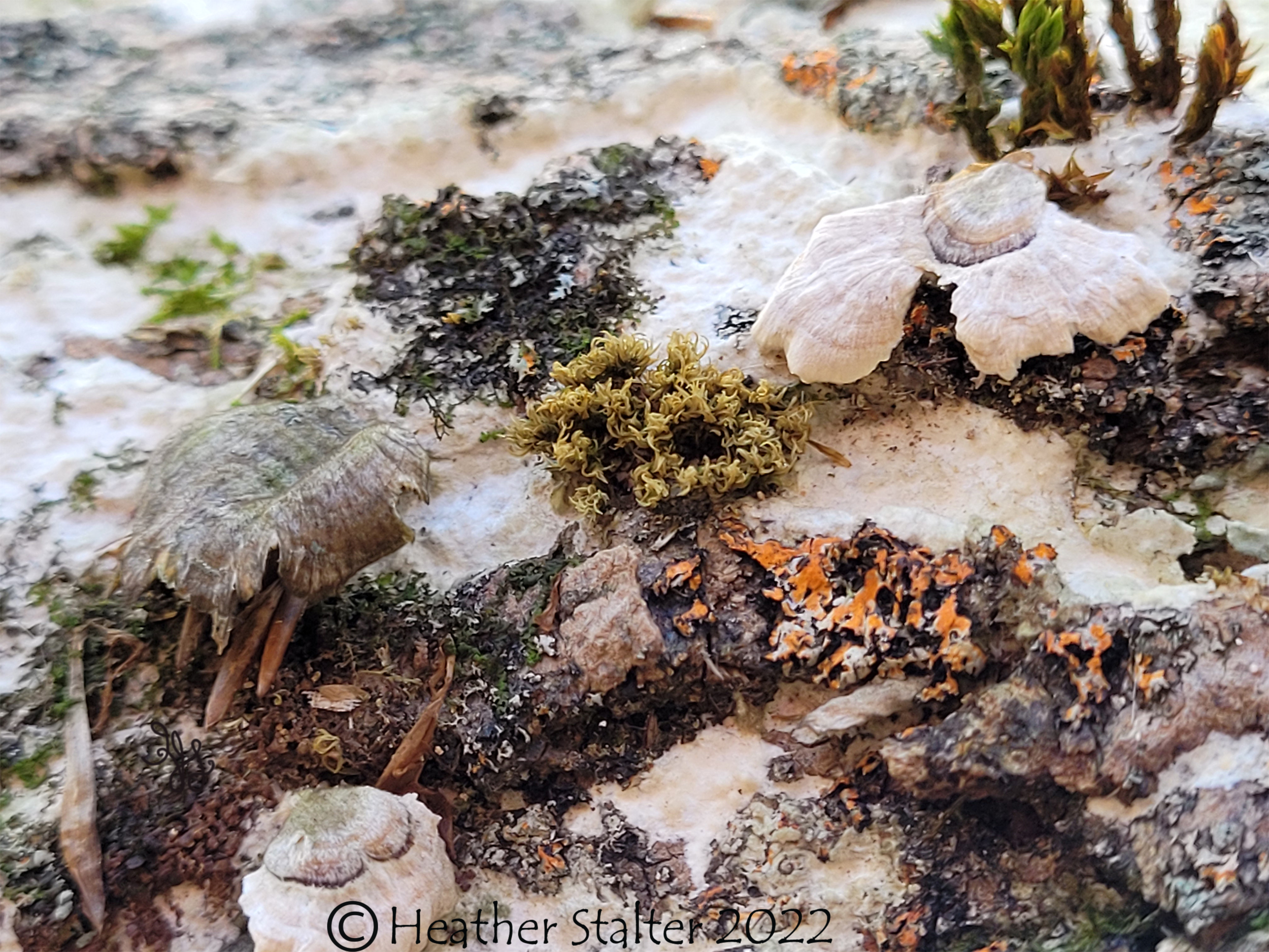 closeup photo of lichen, moss, and fungi