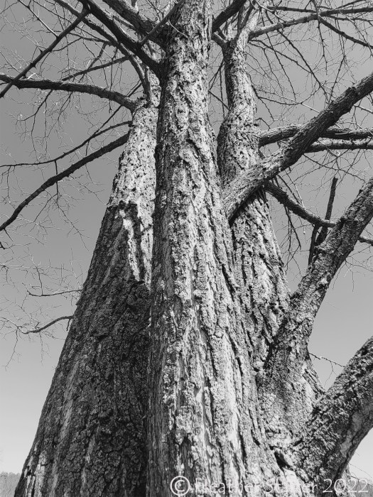 locust trees in black and white and shadow