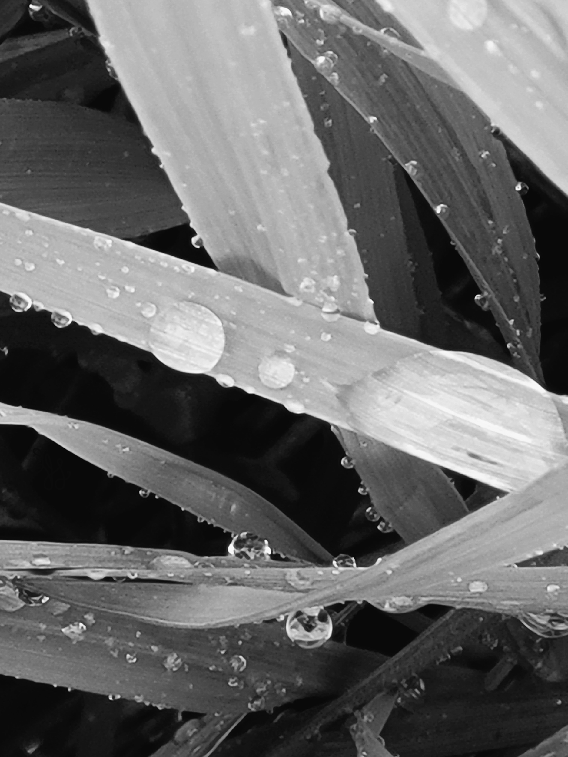 raindrops on grass in black and white