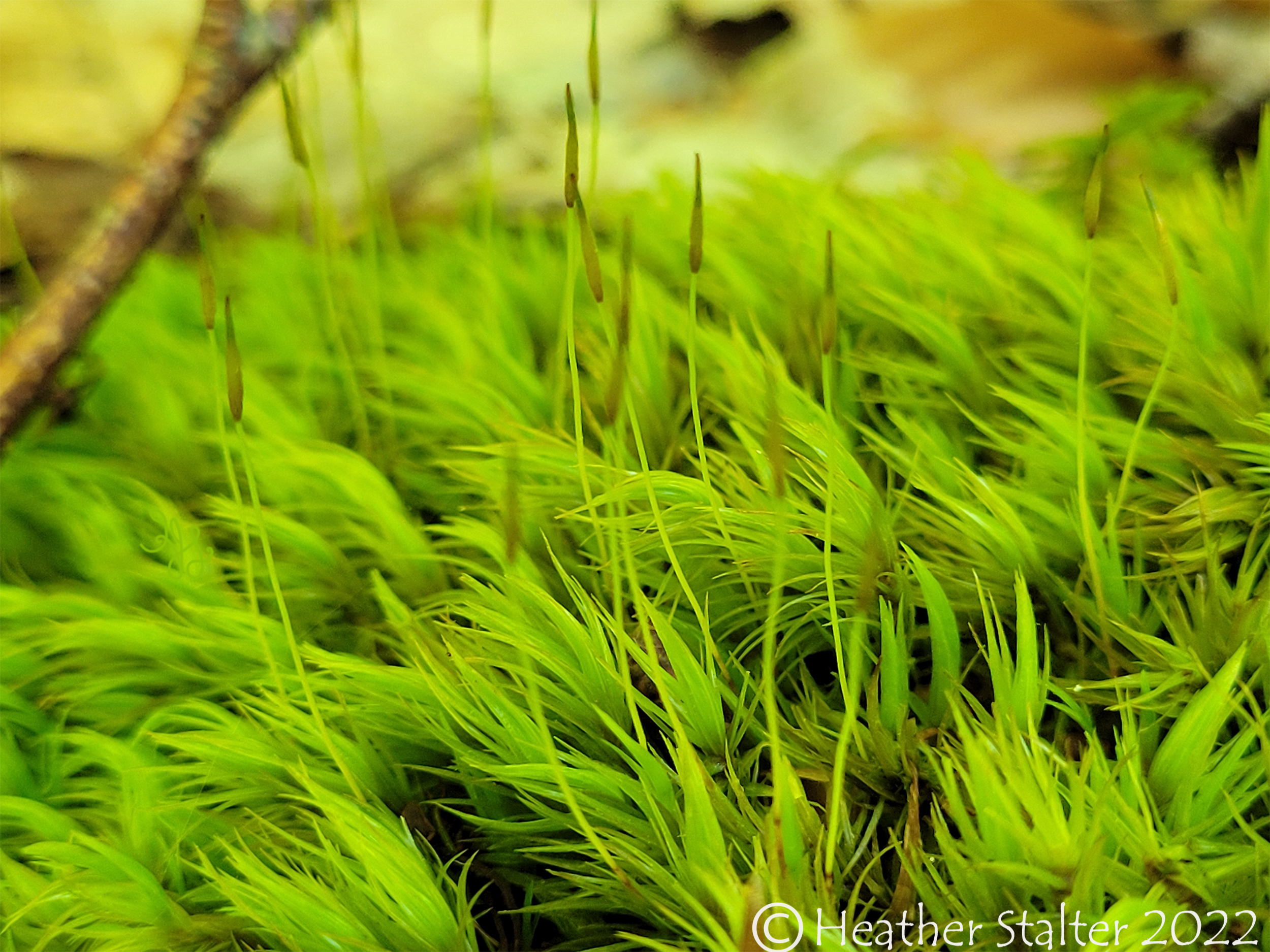 closeup of very green moss