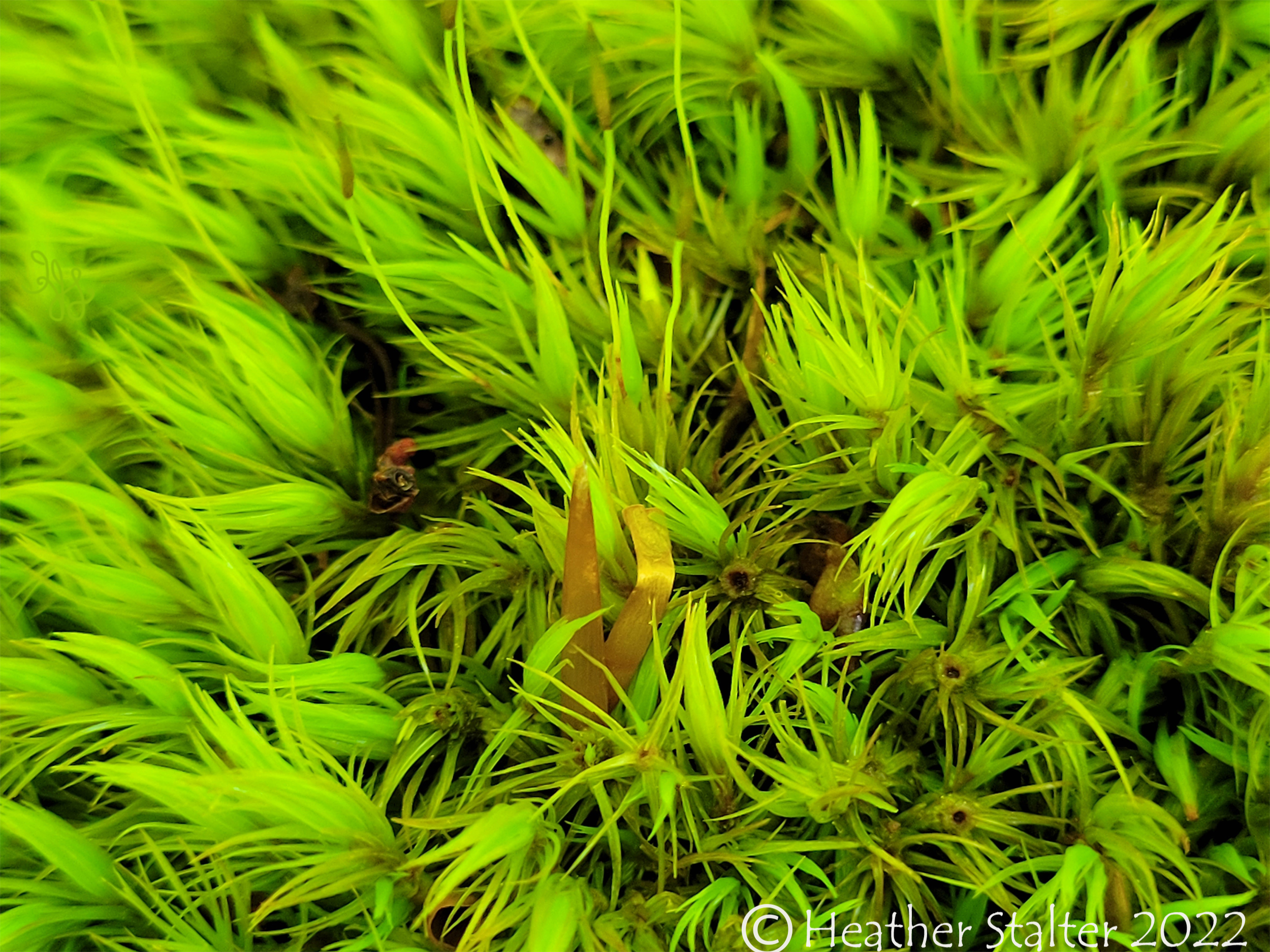 closeup of green moss