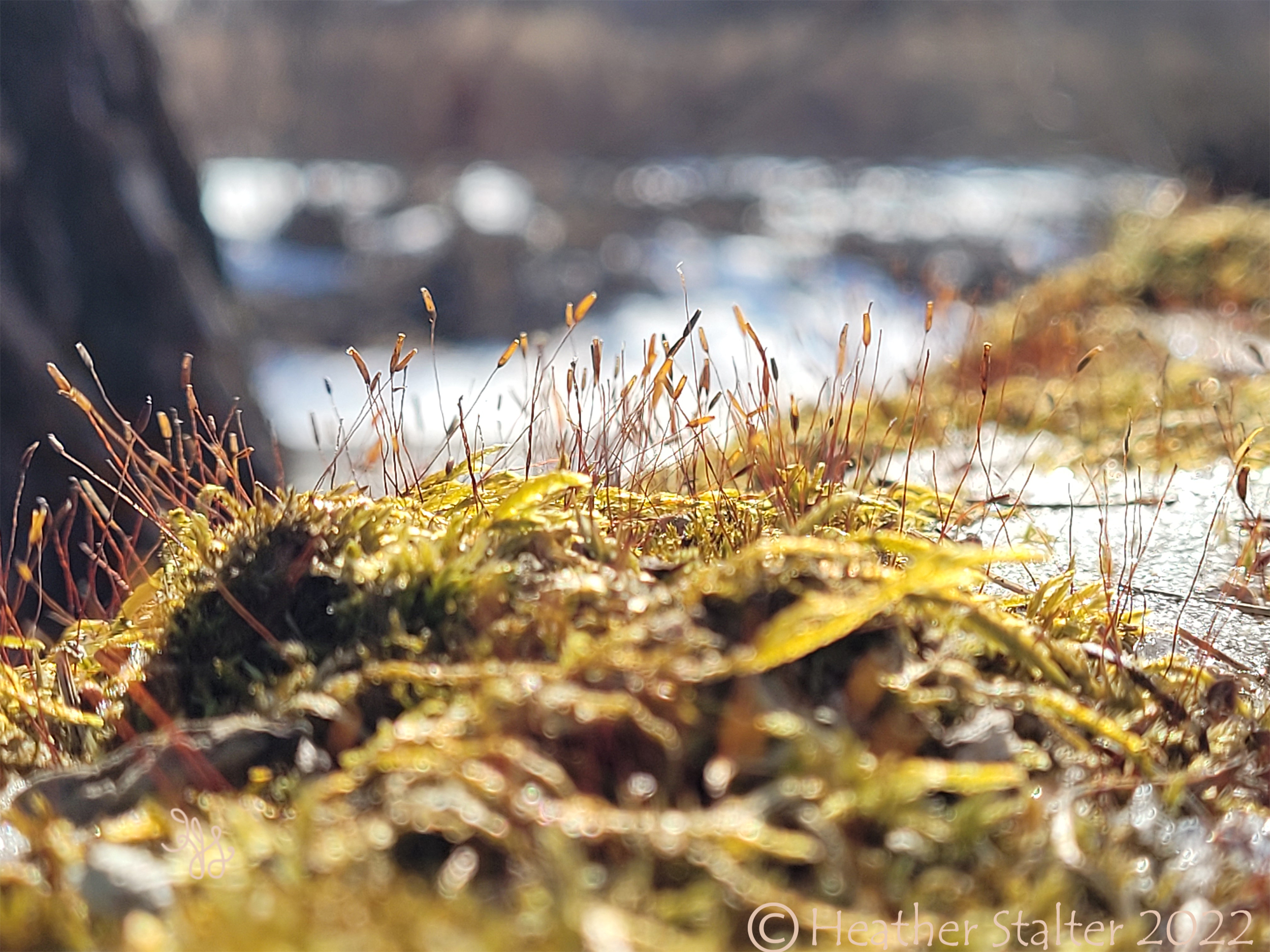 closeup of moss