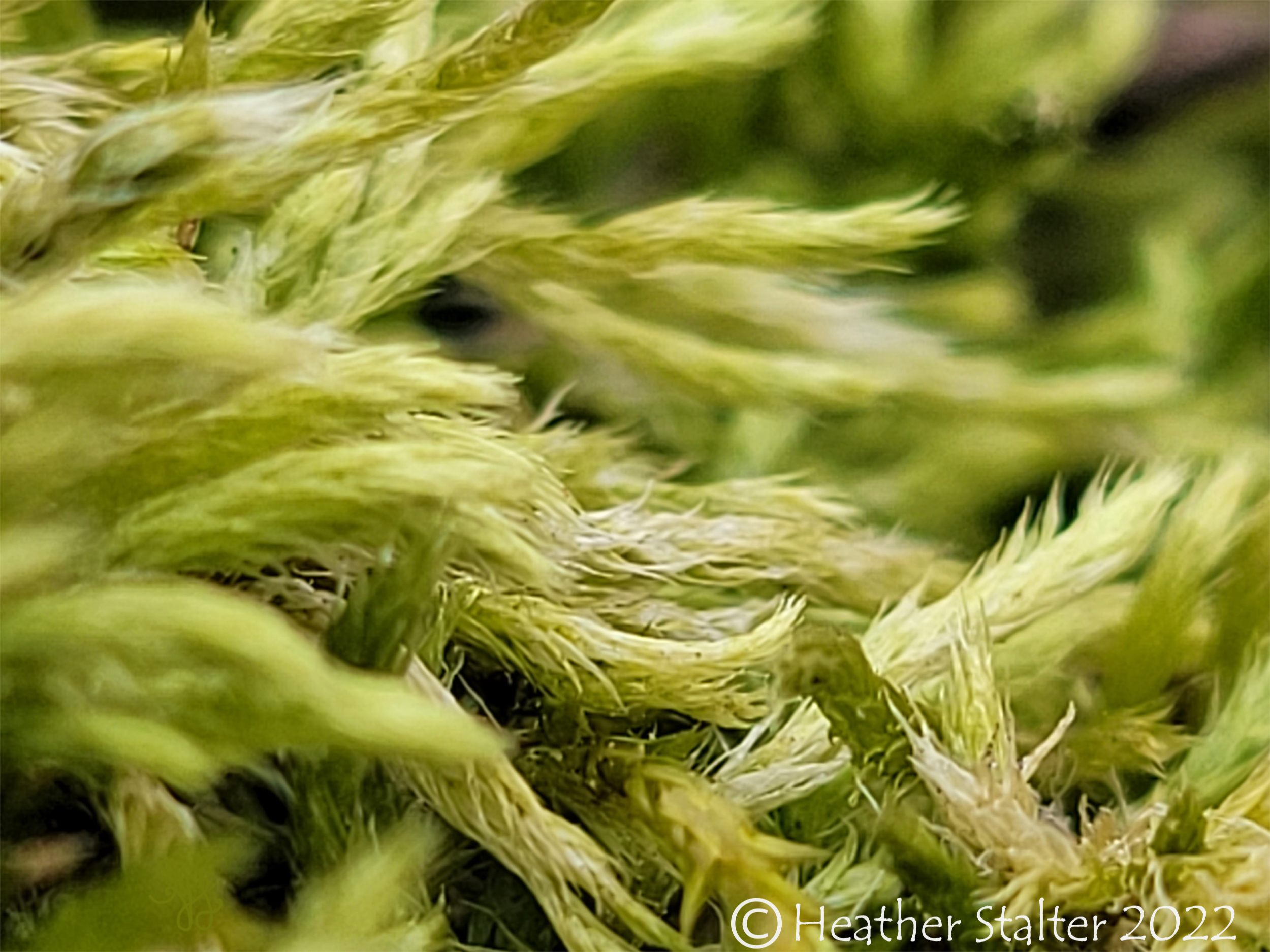 closeup of moss