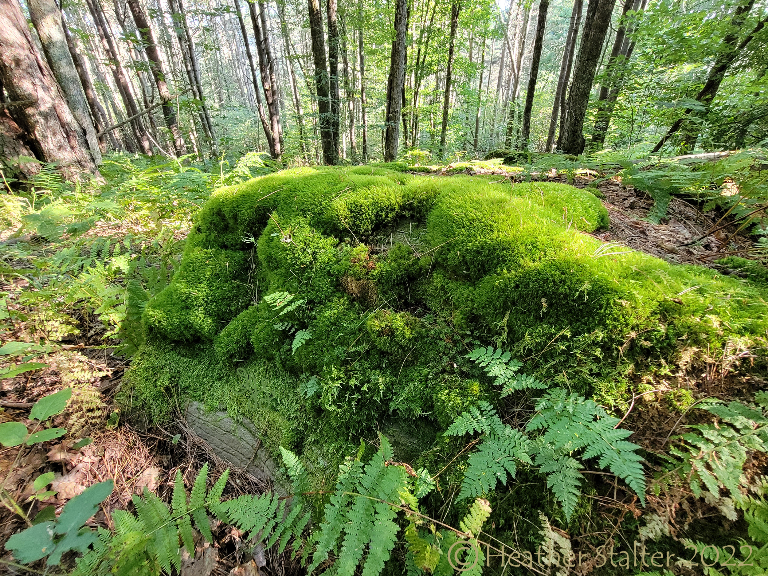 rock covered with moss and ferns with trees in distance