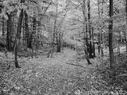 black and white photos of a path in the forest