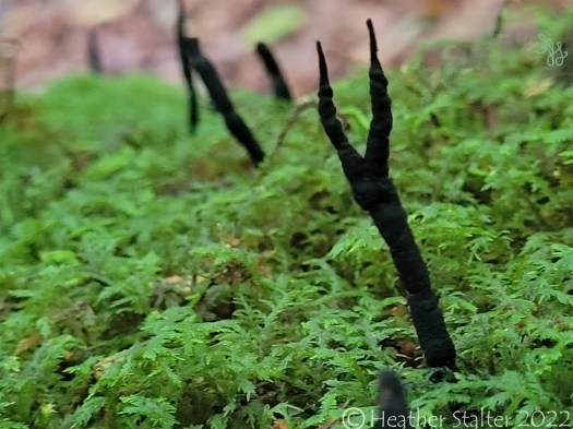 black pitchfork like fungus