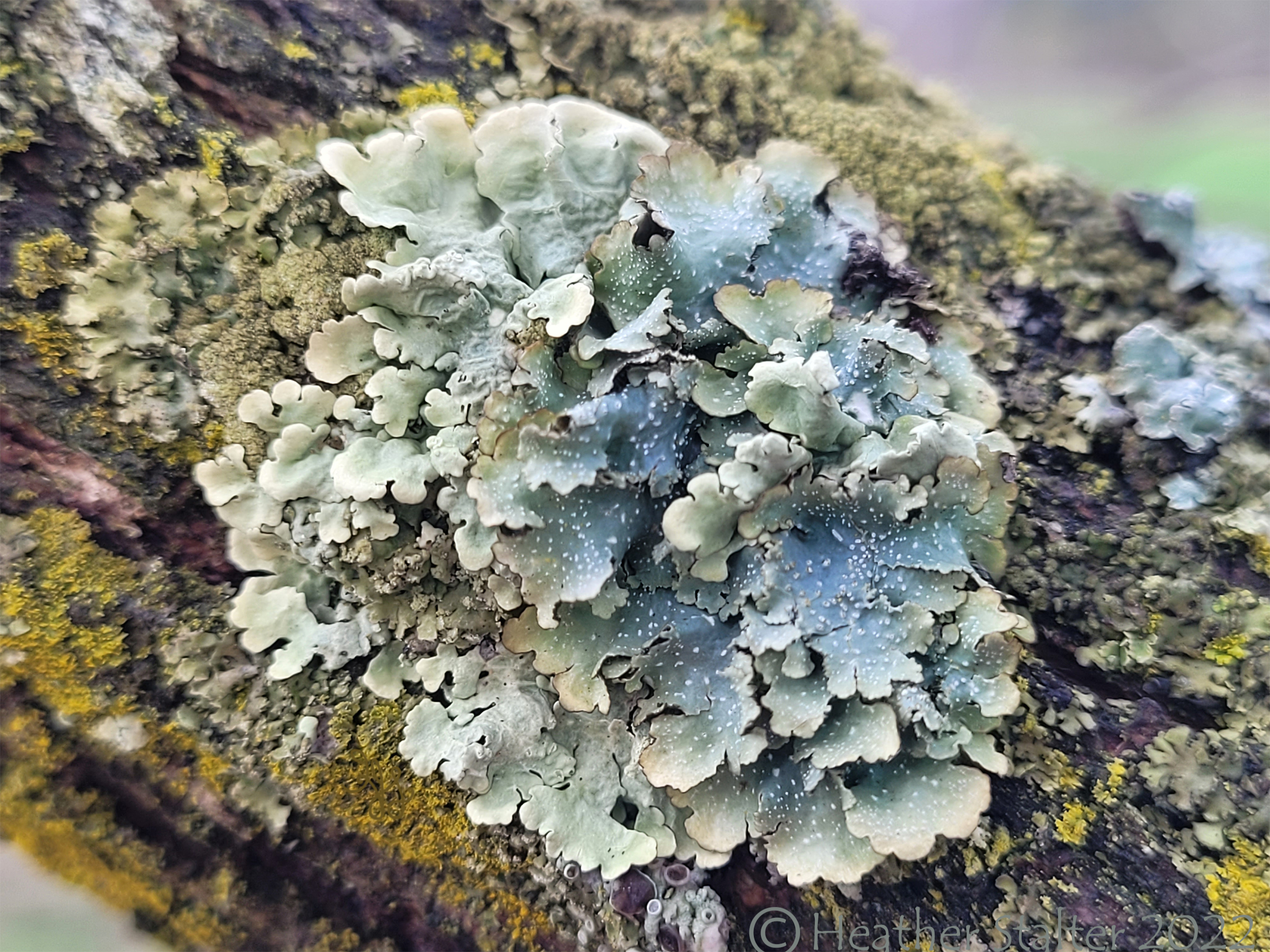 wavy lichen of various shades of green