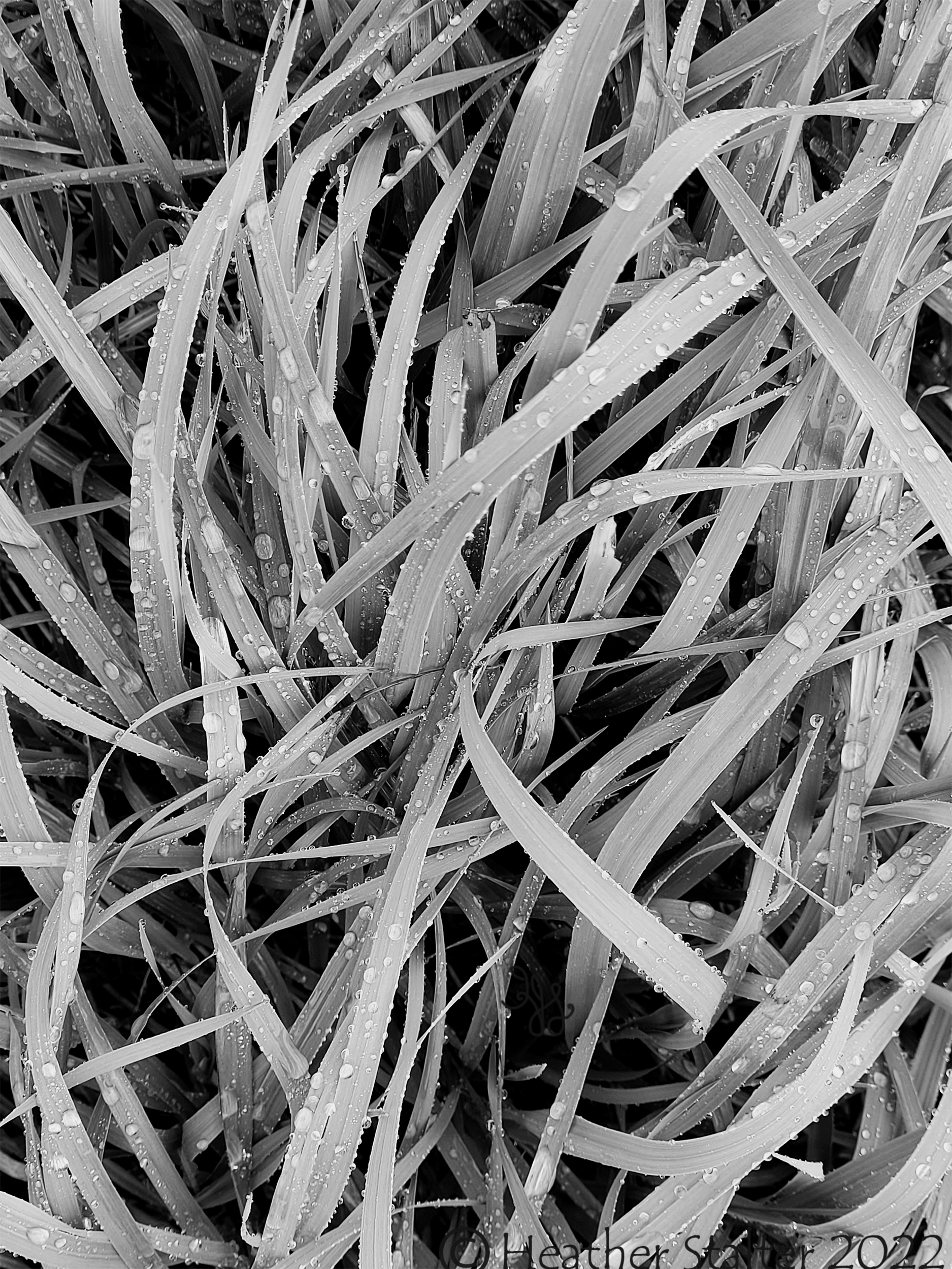 raindrops on grass in black and white