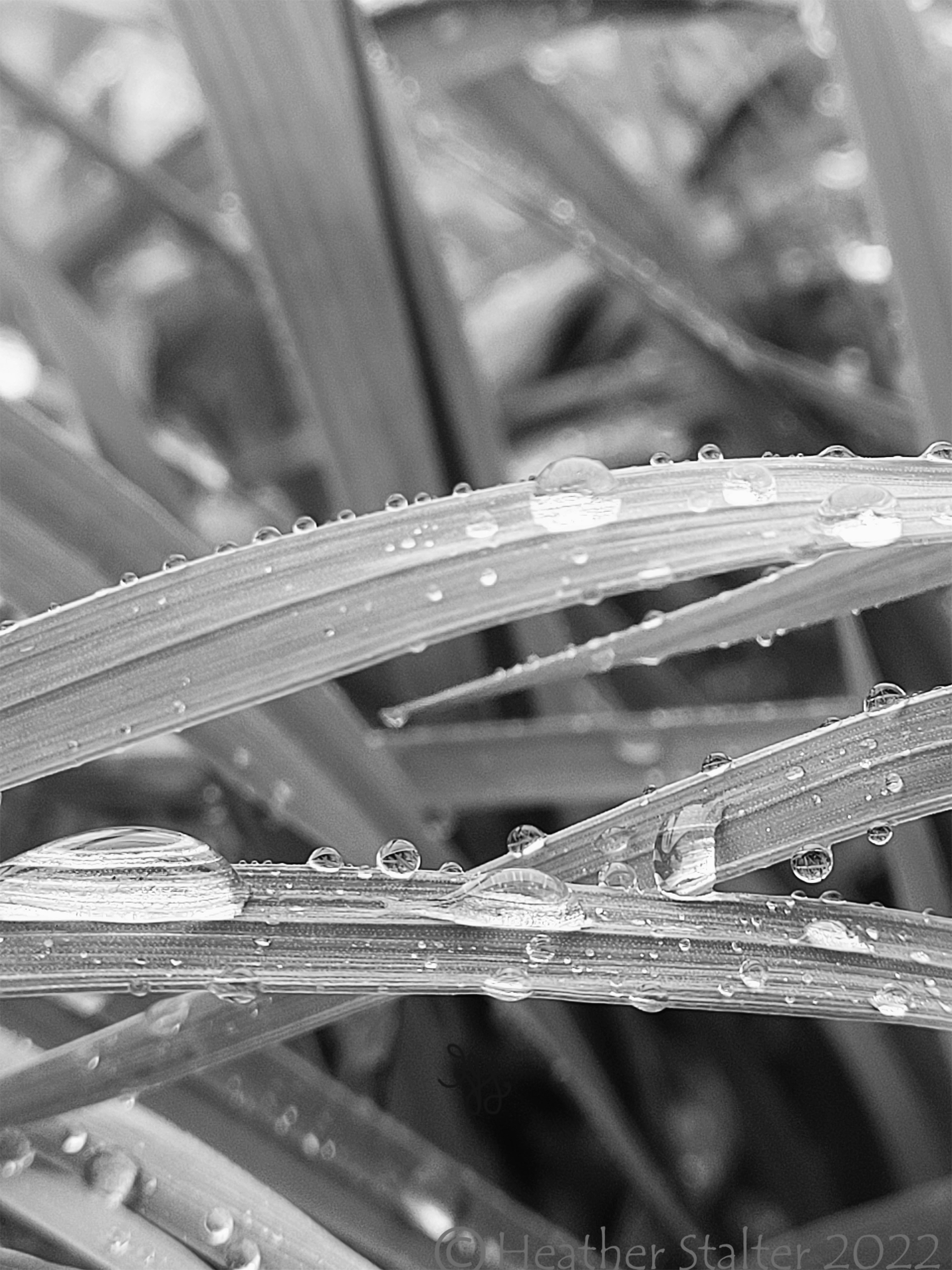 raindrops on grass in black and white