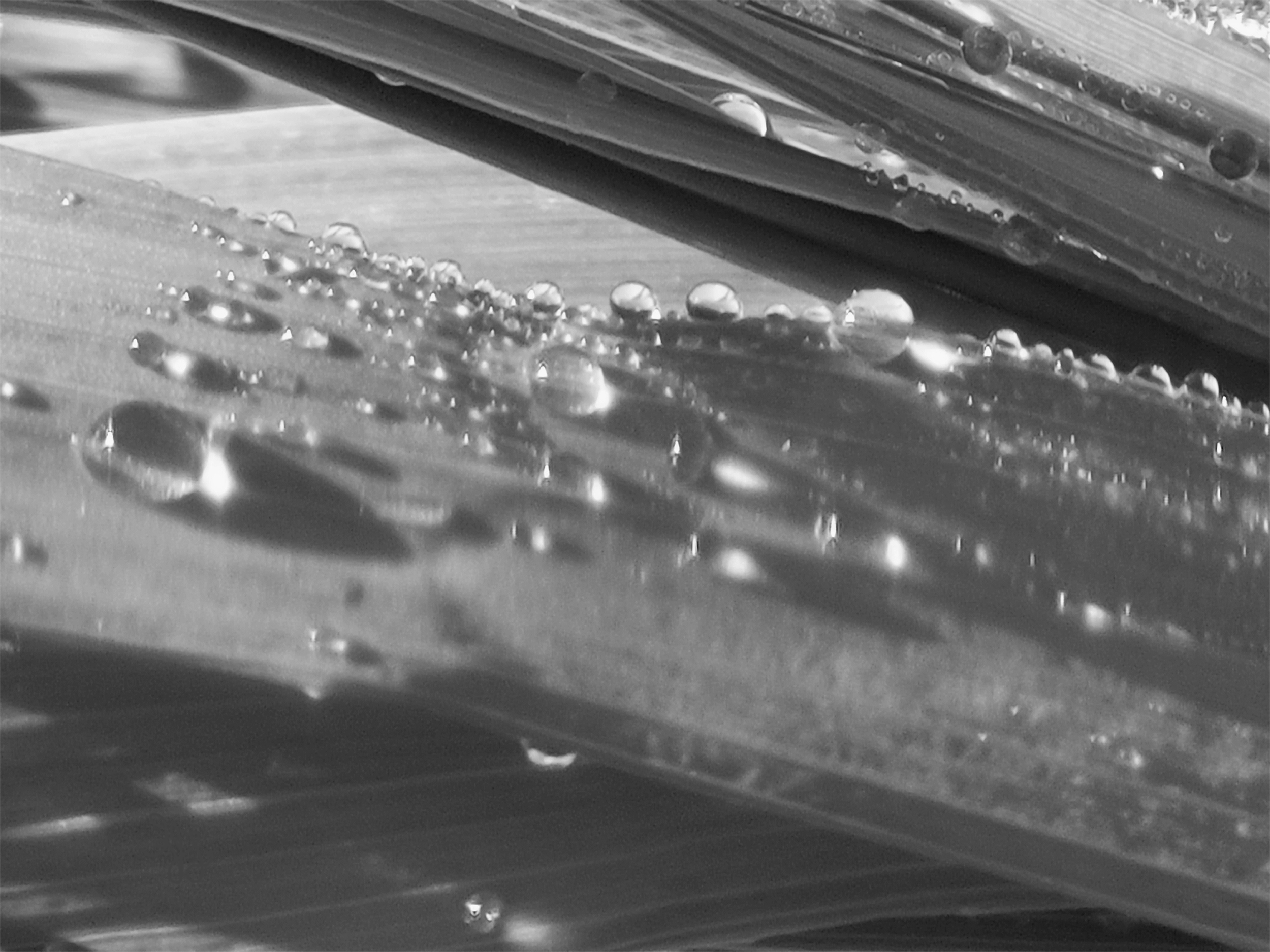 raindrops on grass in black and white with shimmery shadows