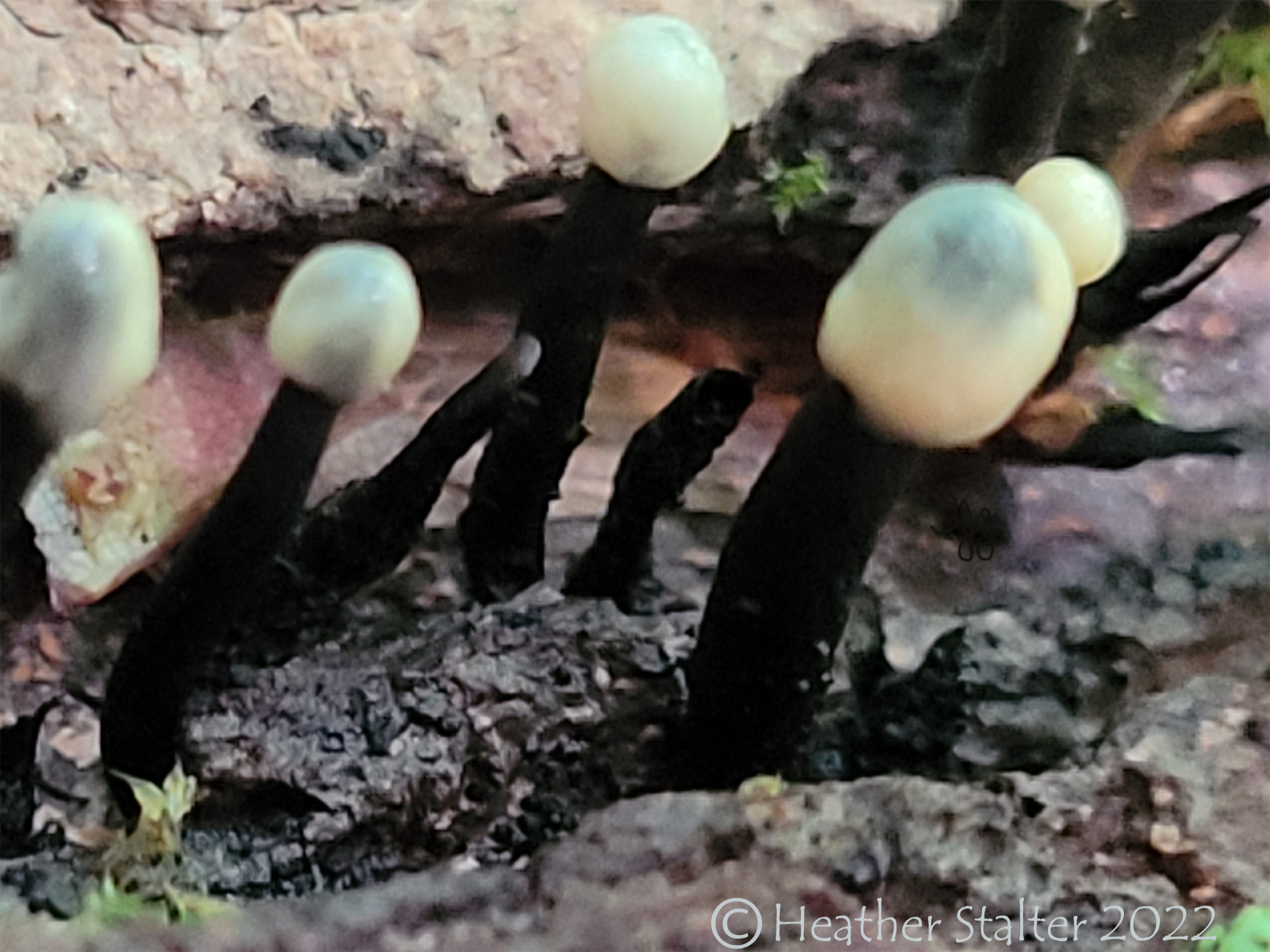 slime mold fungus with black stem and white tips