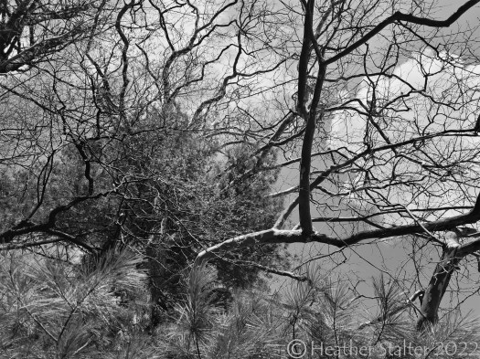 layers of branches in black and white