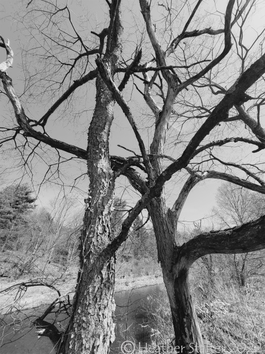 two trees in black and white intertwined as if dancing