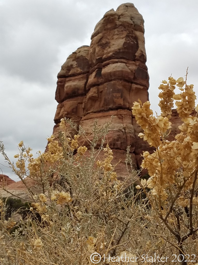 Rock formation with golden plants in foreground