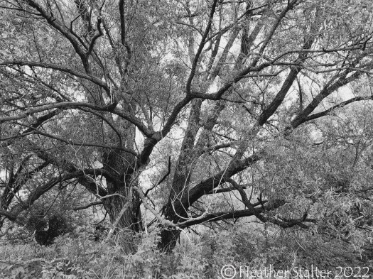 willow tree in black and white