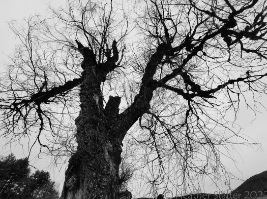 silhouette of a willow tree