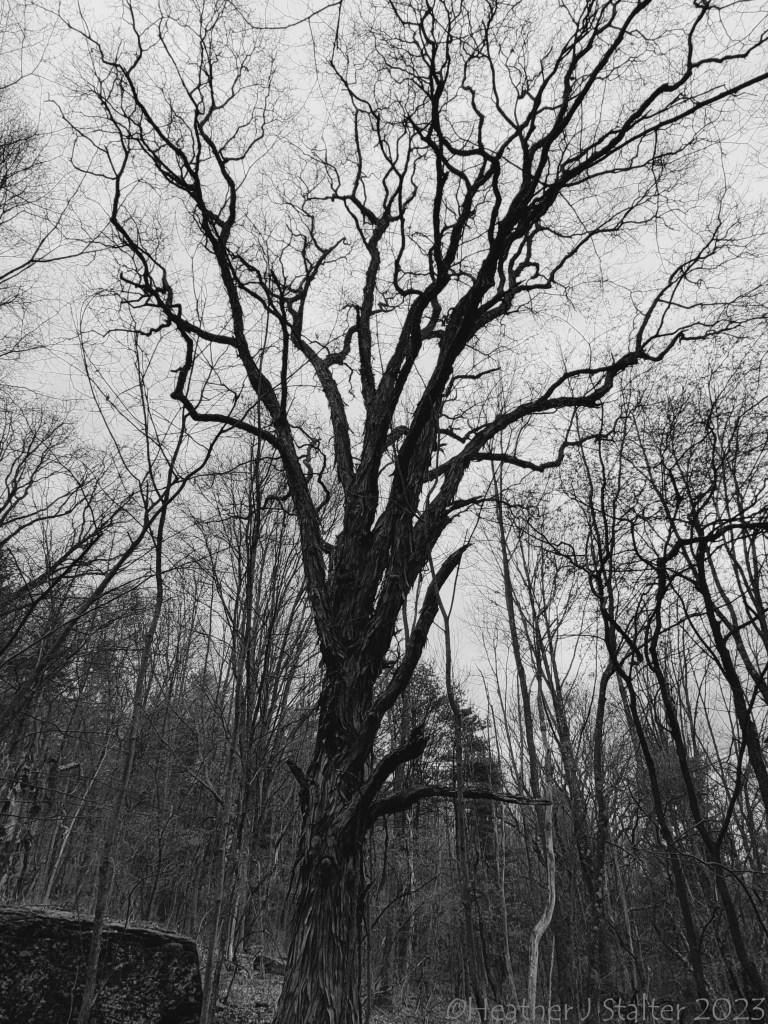 black and white silhouette of a shagbark hickory tree in the forest with other trees around as well as a large rock