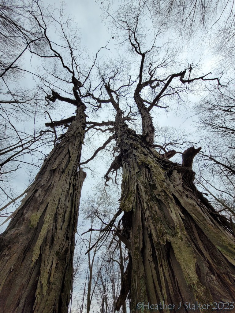 photo looking up two shagbark hickory trees with rough bark and blue sky background