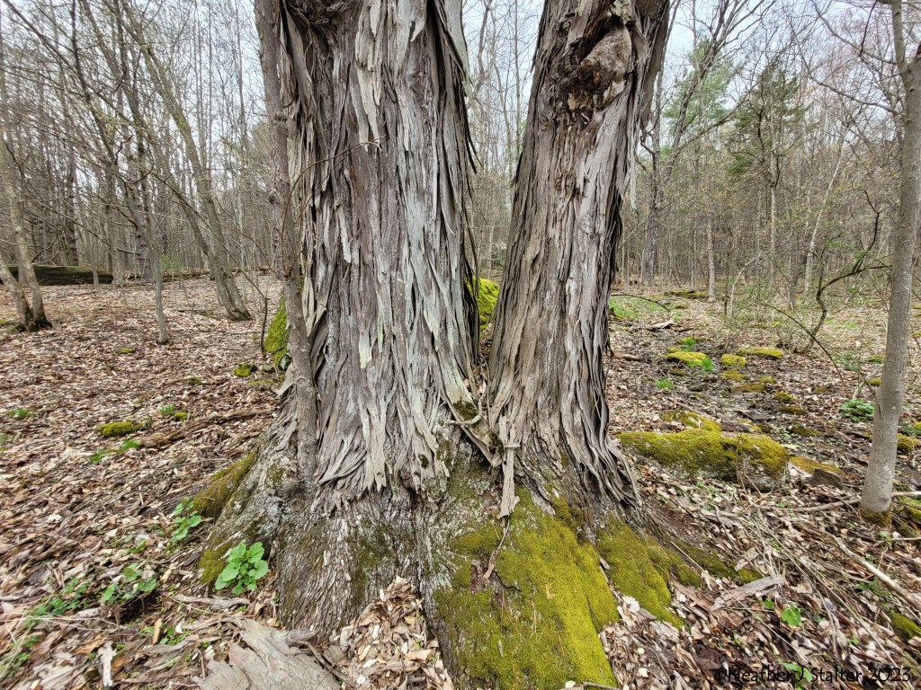 looking at the base of the trunk of two shagbark hickory trees; the ground is covered in leaves and moss