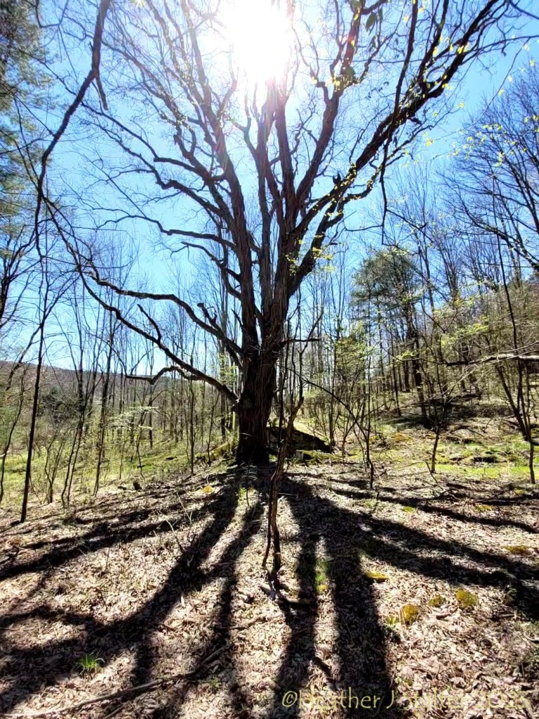 silhouette of a shagbark hickory, with its shadow in the foreground