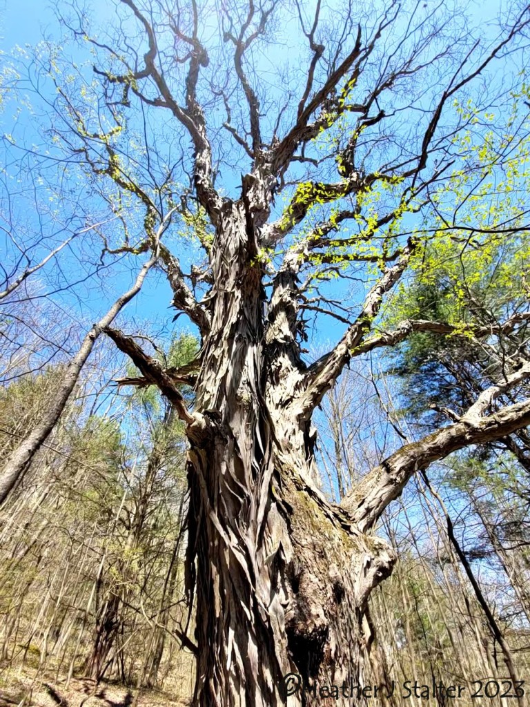 looking up a shagbark hickory tree with its rough bark