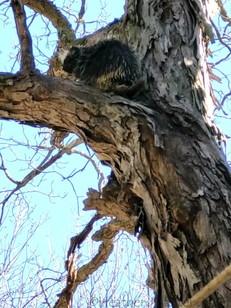 closeup of a porcupine shitting atop a shagbark hickory limb