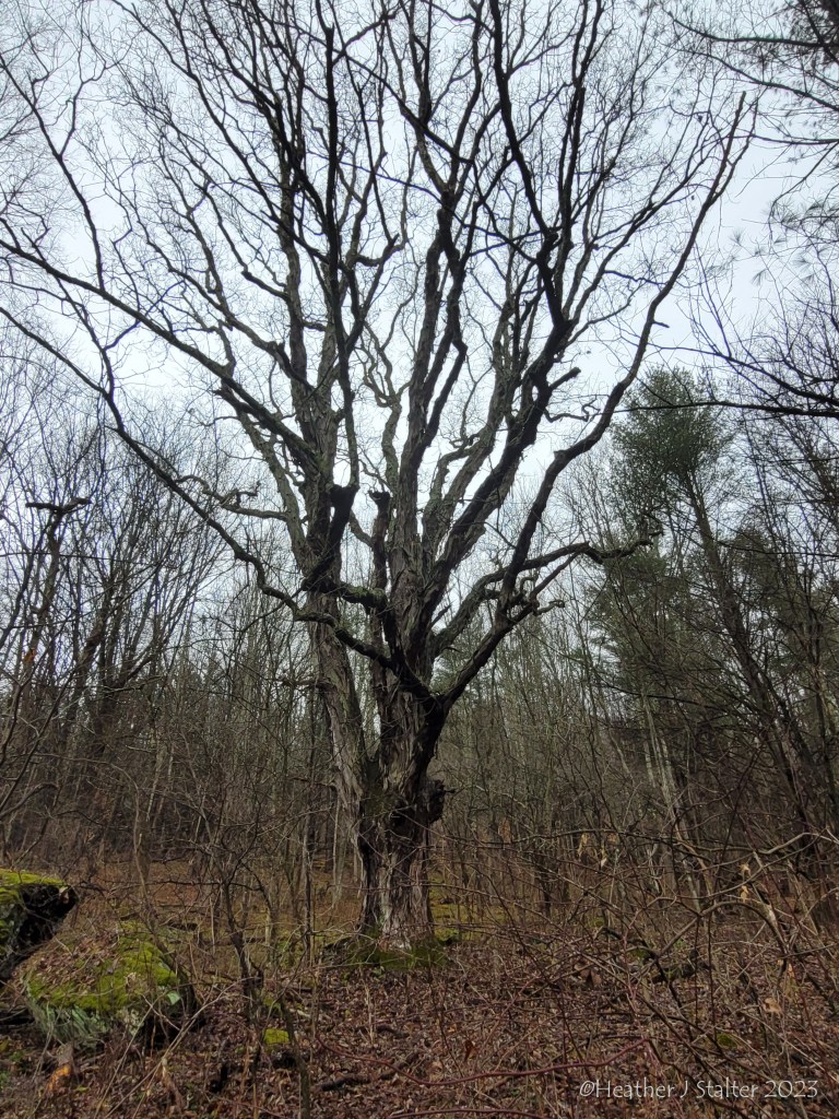 shagbark hickory in the distance with the woods in the background and a grey sky