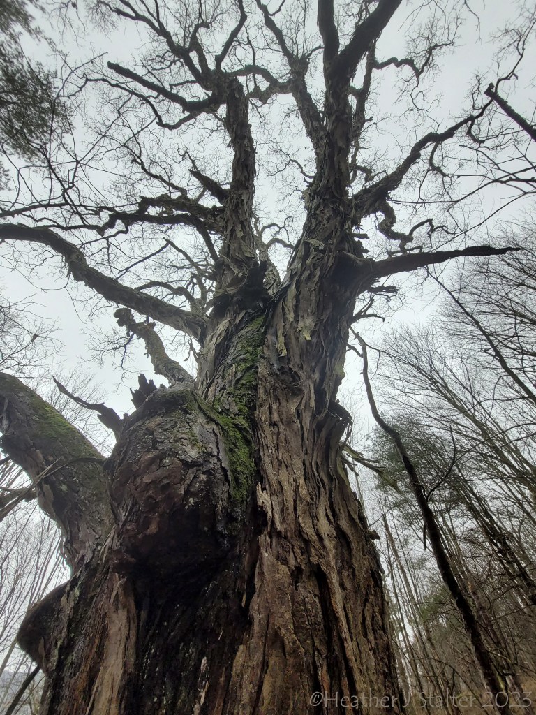 looking up the rough bark of a shagbark hickory