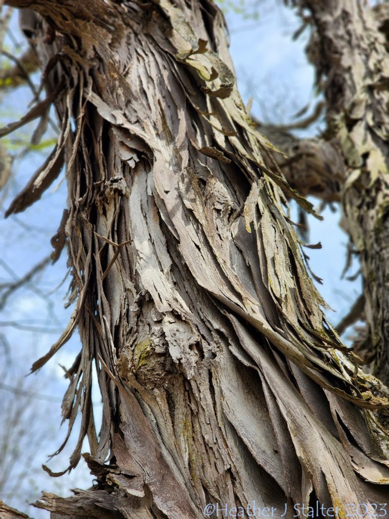 closeup of the rough bark of a shagbark hickory tree