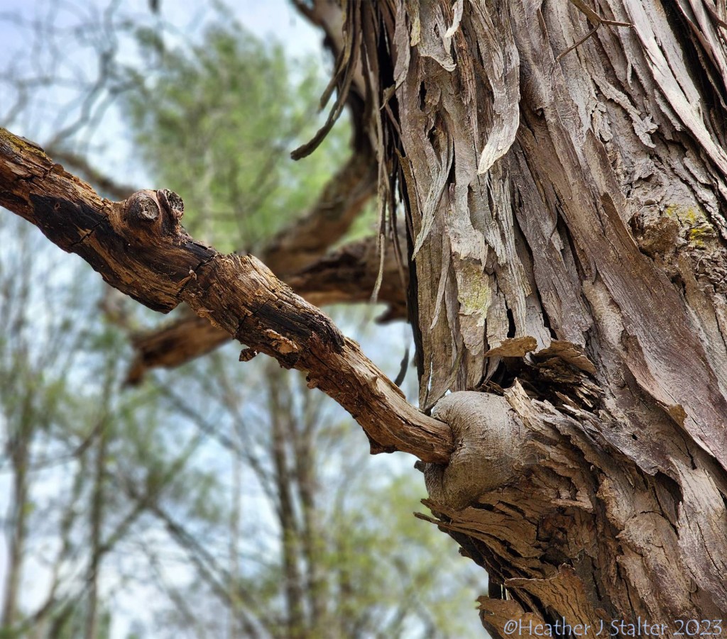 closeup of a limb coming out of a dollop in a shagbark hickory tree