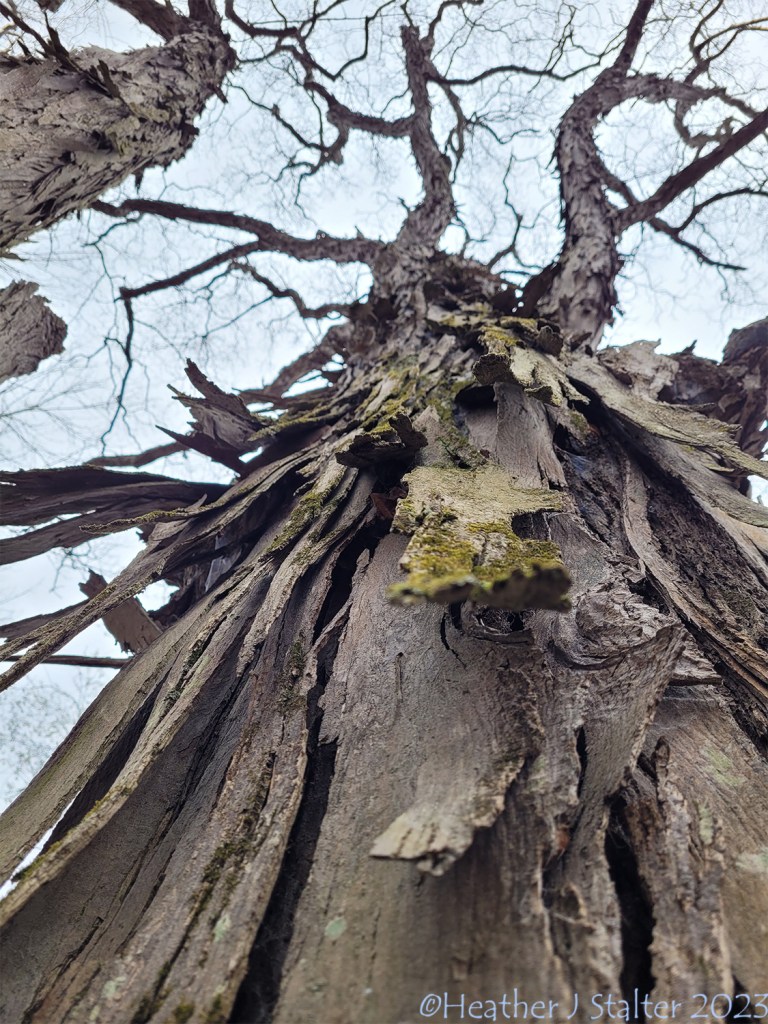 looking upward at the flaking rough bark of a shagbark hickory tree